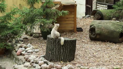 Zorro-Corsac-Sentado-En-El-Zoológico