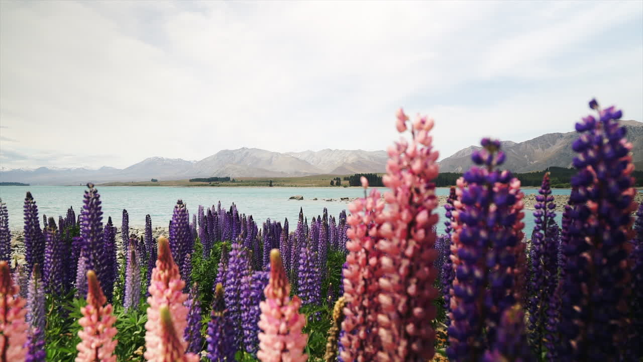 다채로운 자연을 배경으로 천천히 움직이는 분홍색과 보라색 식물