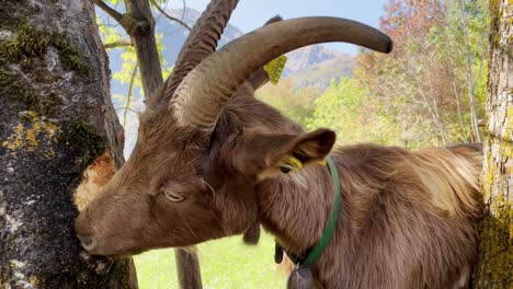 Close-up-shot-of-a-brown-goat-gnawing-the-bork-of-a-tree