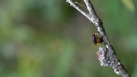 Un-Pequeño-Pájaro-Minivet-Macho-Estaba-Alimentando-A-Dos-De-Sus-Crías-En-Su-Nido-Y-Luego-Se-Alejó-Volando-De-él