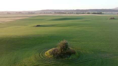 a lone tree stands encircled by soft waves of green amid a sprawling field