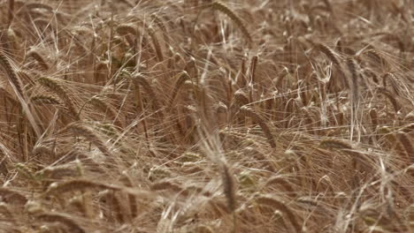 a summer crop of corn swaying in a strong breeze in worcestershire, england