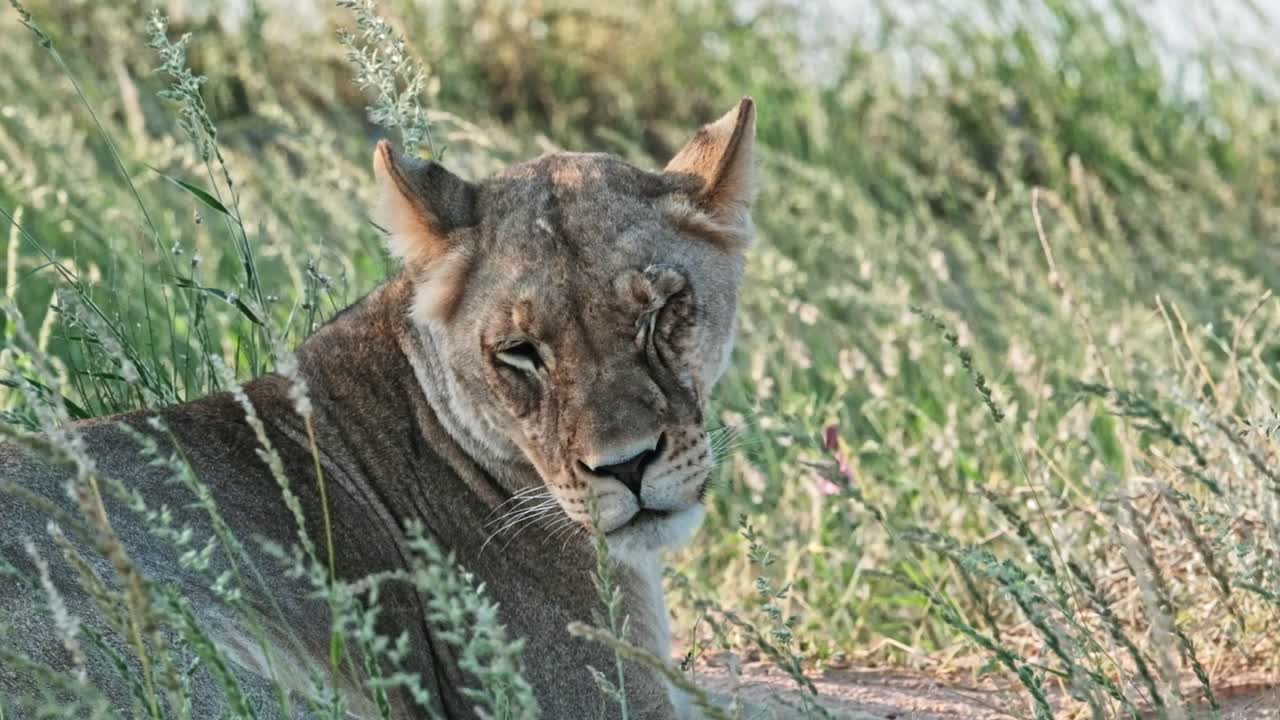 A lioness is resting in long, green grass after the rains in the Kalahari national park