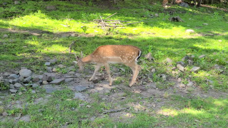 hermoso juvenil de gamo común, dama dama, caminando por el bosque con su manada.