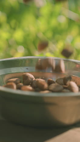 cerca del alimento para perros que se vierte en un cuenco de metal colocado en una tabla de madera al aire libre, rodeado de plantas verdes exuberantes y luz natural suave que arroja sombras suaves