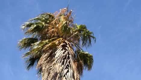 top of a tall palm tree swaying in a very strong wind