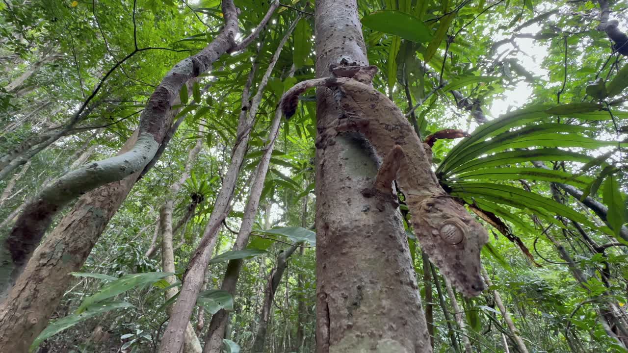 Kæmpe bladhalegekko (Uroplatus giganteus) på et træ, Madagaskar.