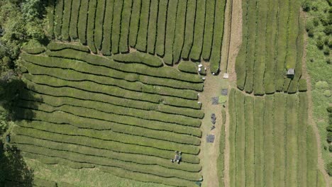 Imágenes-De-Drones-De-Trabajadores-De-Plantaciones-De-Té-En-La-Isla-Portuguesa-De-Sao-Miguel,-En-Las-Azores,-Que-Es-La-única-Plantación-De-Té-De-Europa