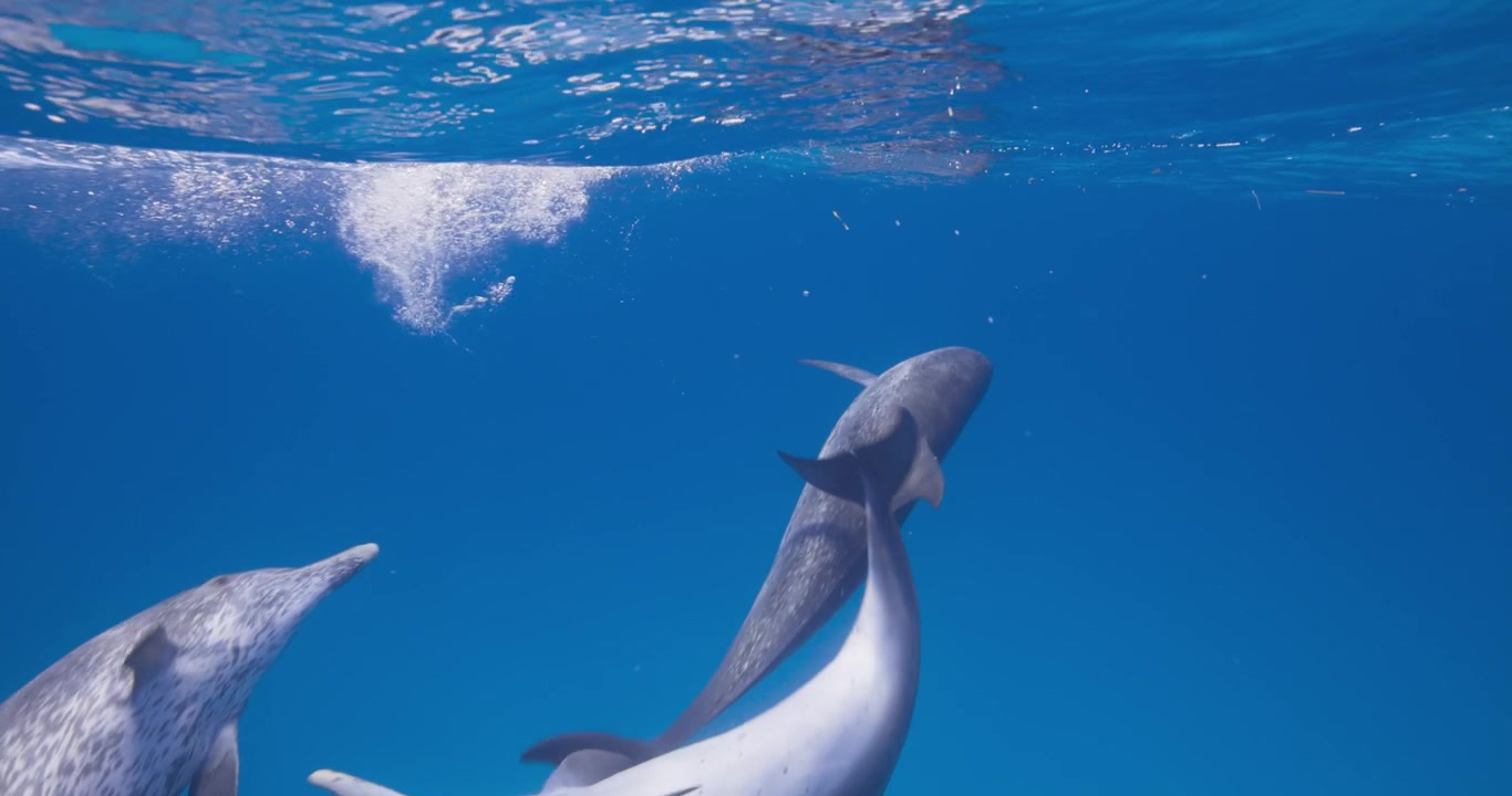 Diversi delfini maculati atlantici nuotano con grazia attraverso la colonna d'acqua in un habitat marino naturale