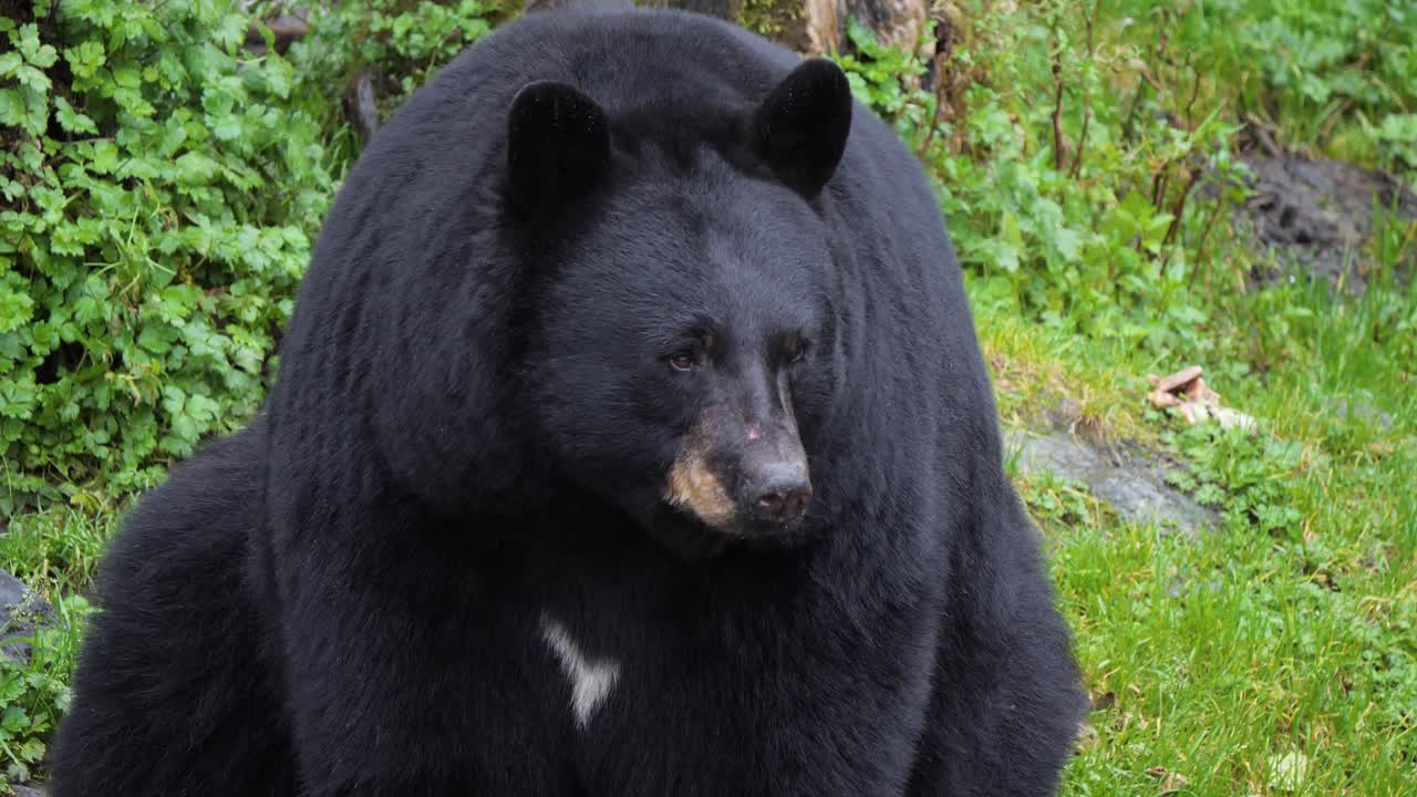 el hermoso oso negro en sitka, alaska
