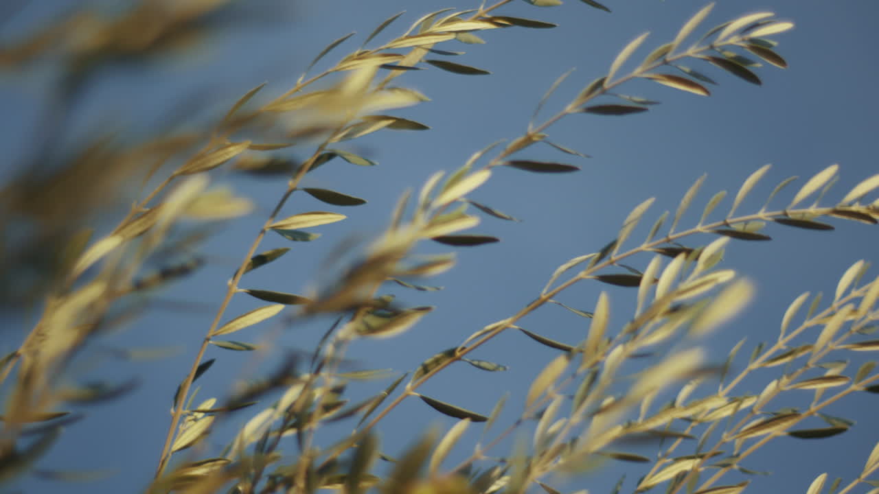 Olive branch against blue sky