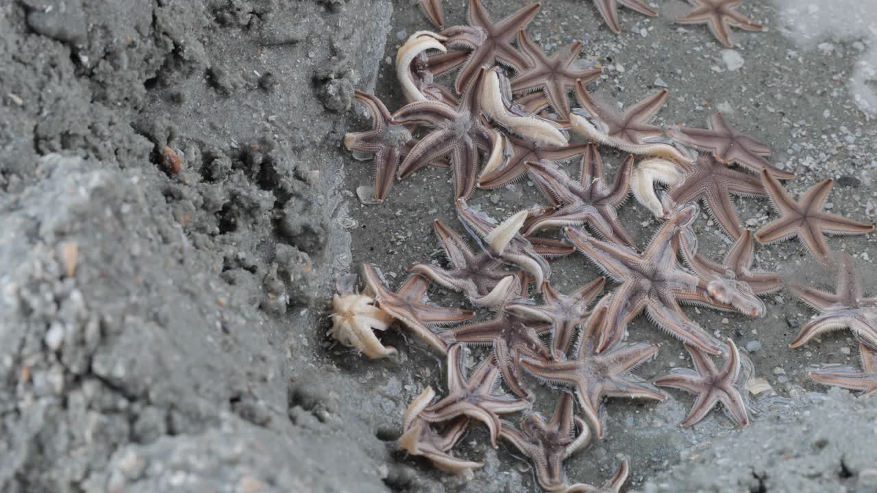 múltiples estrellas de mar en una prístina playa oceánica