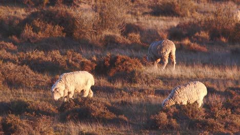 Flock-of-Sheep-with-great-amount-of-Wool-grazing,-roaming-in-the-grassland-in-Patagonia-between-the-shrubs
