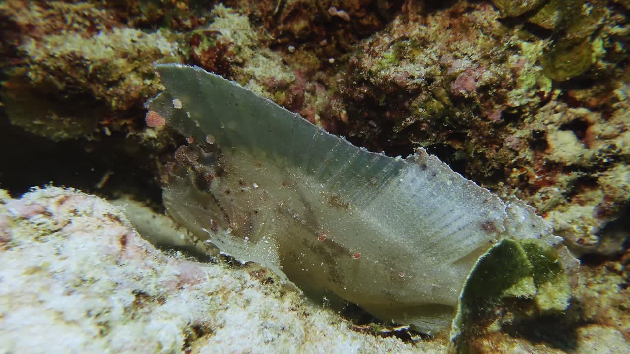 An underwater shot of a leaf fish camouflaged among coral in Mauritius. Perfect for nature documentaries, marine biology education, or travel content