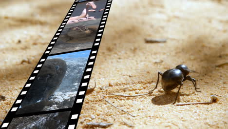 film strip and a bug