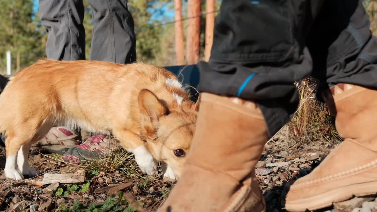 Close-up shot of a Corgi dog exploring and licking moisture off the dirt and grass outdoors in bright sunlight. The scene highlights the dog's natural curiosity
