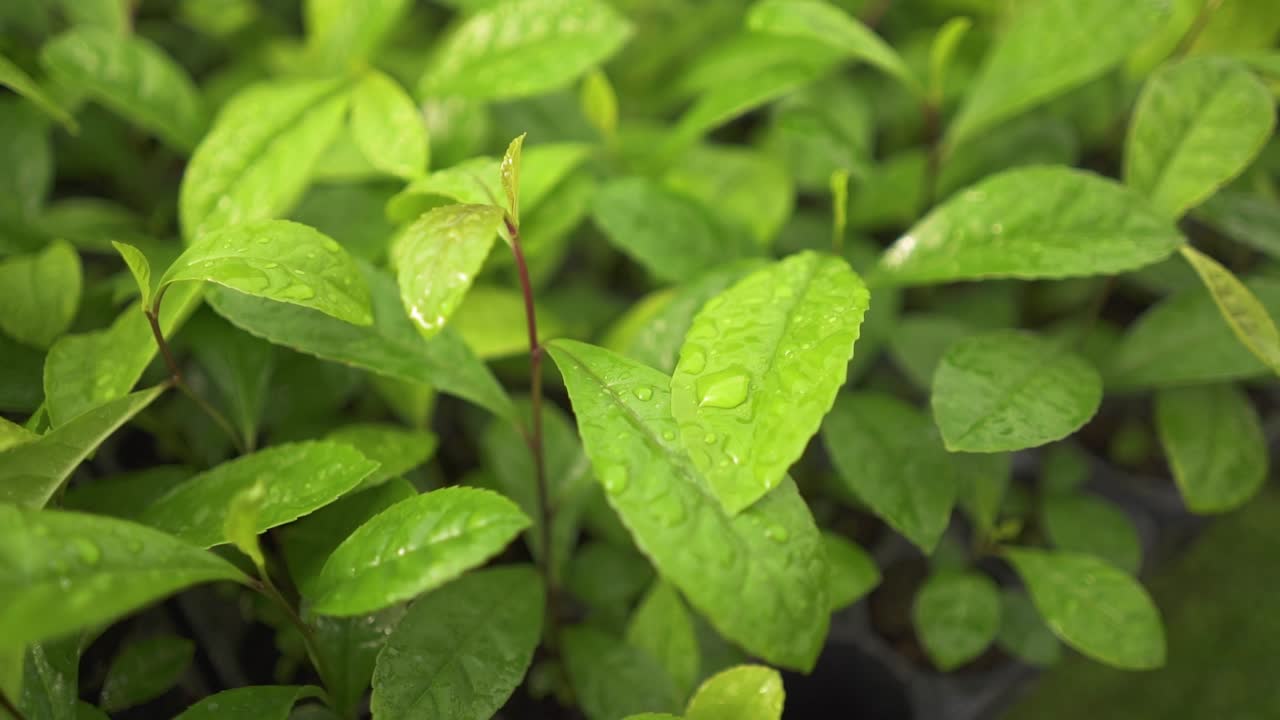 macro de hojas verdes de yerba mate rociadas con gotas de agua después del riego