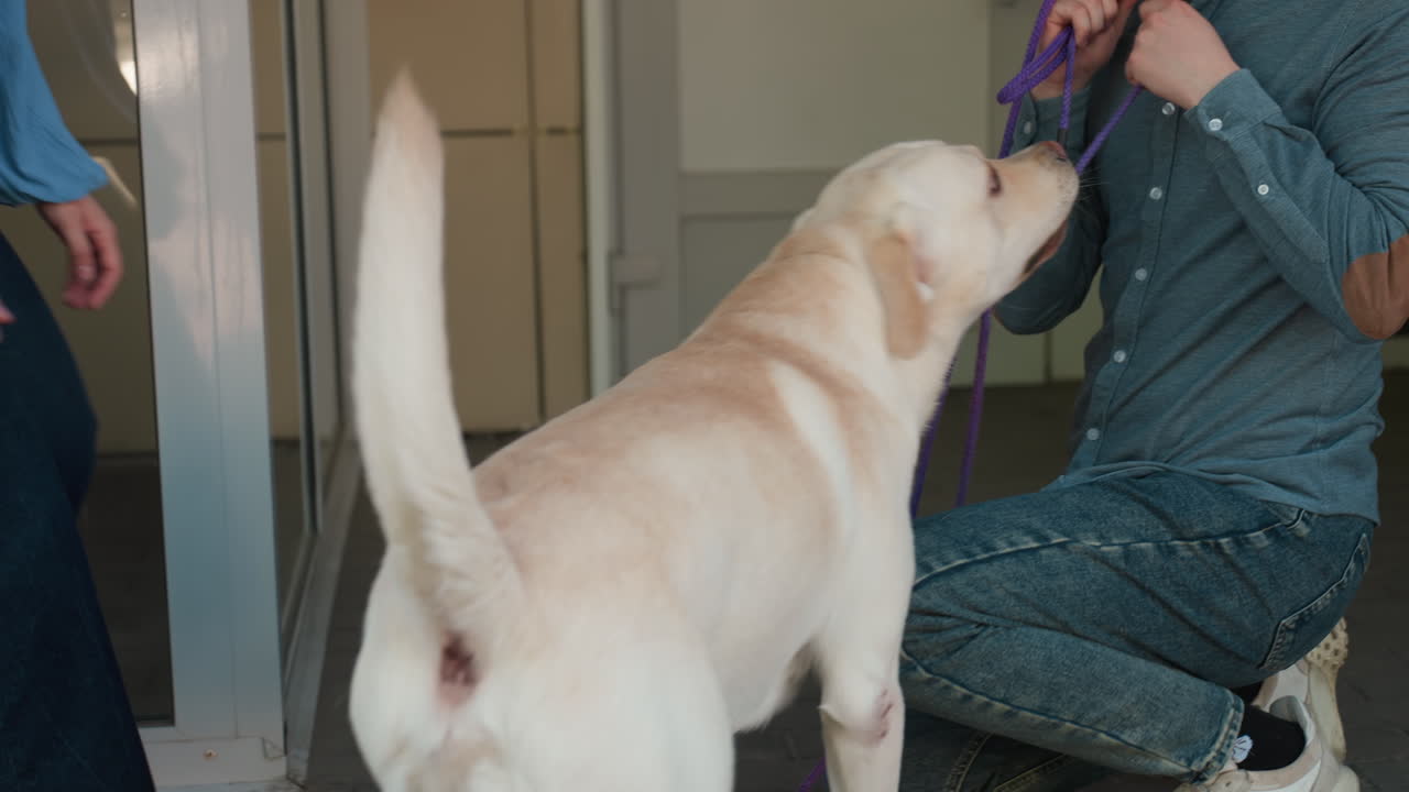 강아지 놀이 상호 작용, 강아지와 훈련사가 함께하는 활발한 야외 장면, 집 문 근처에서 강아지가 활기 넘치게 노는 모습, 래브라도가 신나게 점프하며 꼬리를 흔들고 훈련사는 밖에서 목줄을 잡고 있어요.