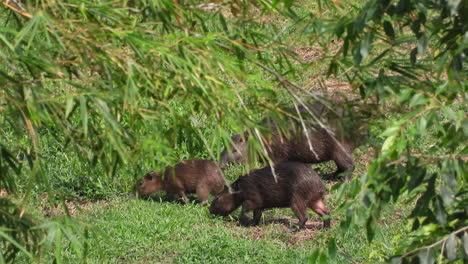 mother capybara grazes in grassy field as her two young pups come to join her in the green oasis