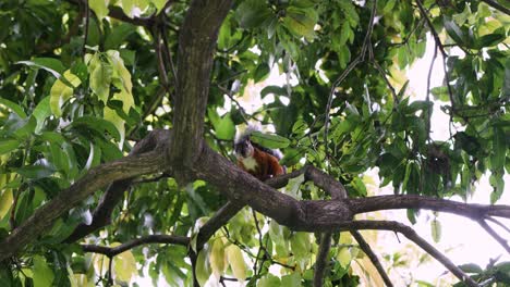 Squirrel-on-a-tree-branch-looking-down-on-a-sunny-day