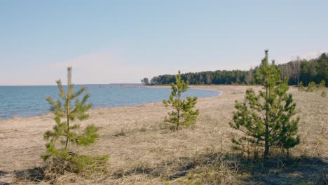 young green pine trees growing on a sandy beach by the sea