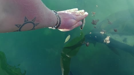 Feeding-Tarpon-fish-off-the-side-of-a-boat-off-the-tropical-waters-of-Hol-Chan-Marine-Reserve,-San-Pedro,-Belize