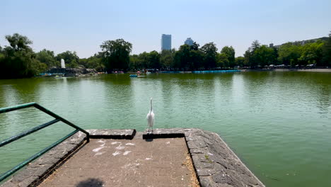vista de una garza observando el lago principal de chapultepec en la ciudad de mexico
