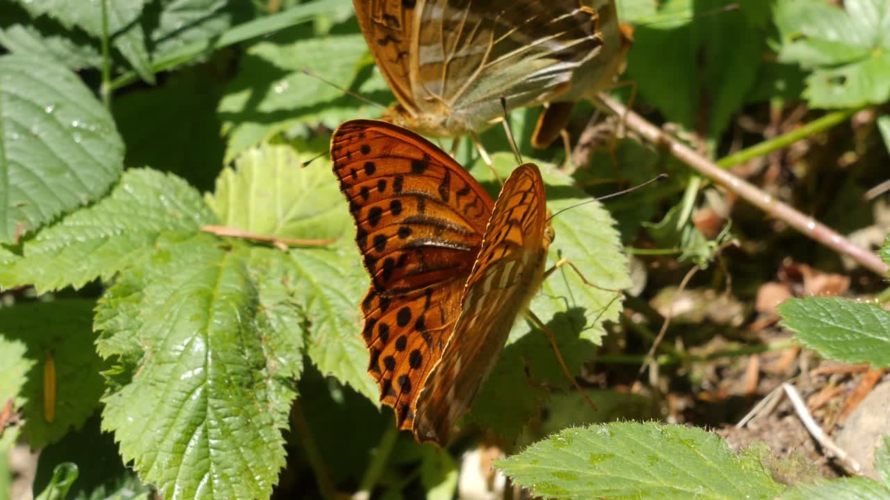mariposa pared marrón alimentándose de hojas de flores silvestres de verano