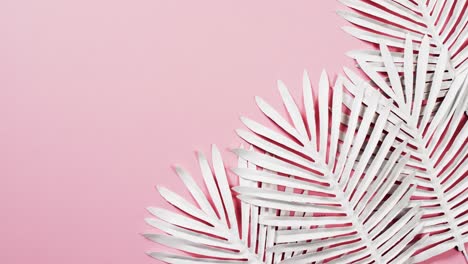 video of white plant leaves with copy space on pink background