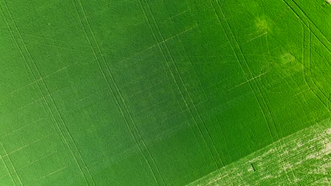 Aerial-top-view-of-lush-green-farm-land-with-pathways-creating-texture