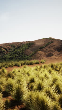 grassy hill with trees and bushes