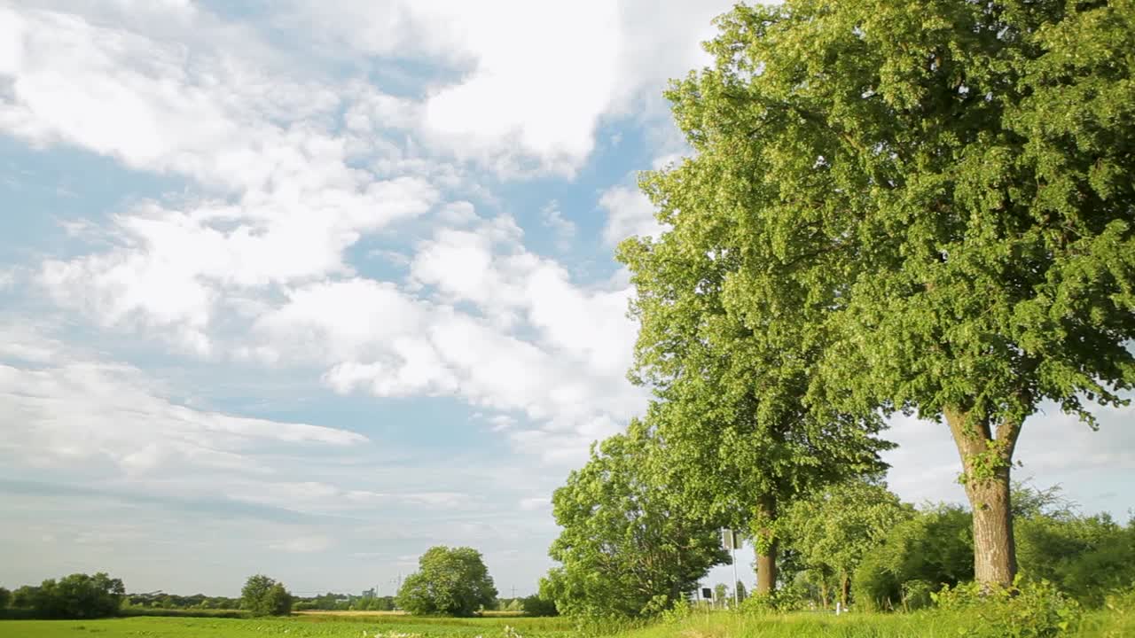 árboles verdes alineados en una carretera rural con un tiro panorámico capturando el exuberante paisaje panorámico en un día soleado