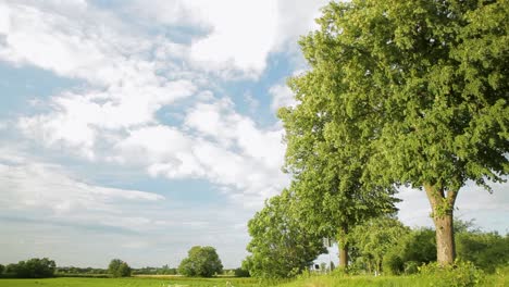 Green-trees-lining-a-rural-road-with-a-panning-shot-capturing-the-lush,-scenic-landscape-on-a-sunny-day