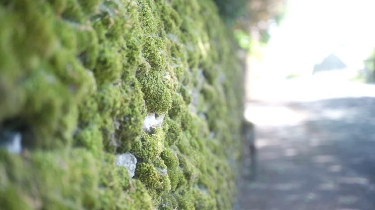 드라이스톤 벽에 있는 녹색 이끼의 핸드헬드, 근접 촬영 옆으로 영국 시골 도로, 피크 지구