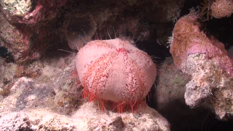 erizo de mar rojo en el arrecife de coral por la noche