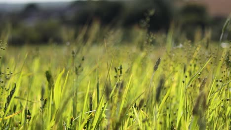 la suave brisa balancea la exuberante hierba verde