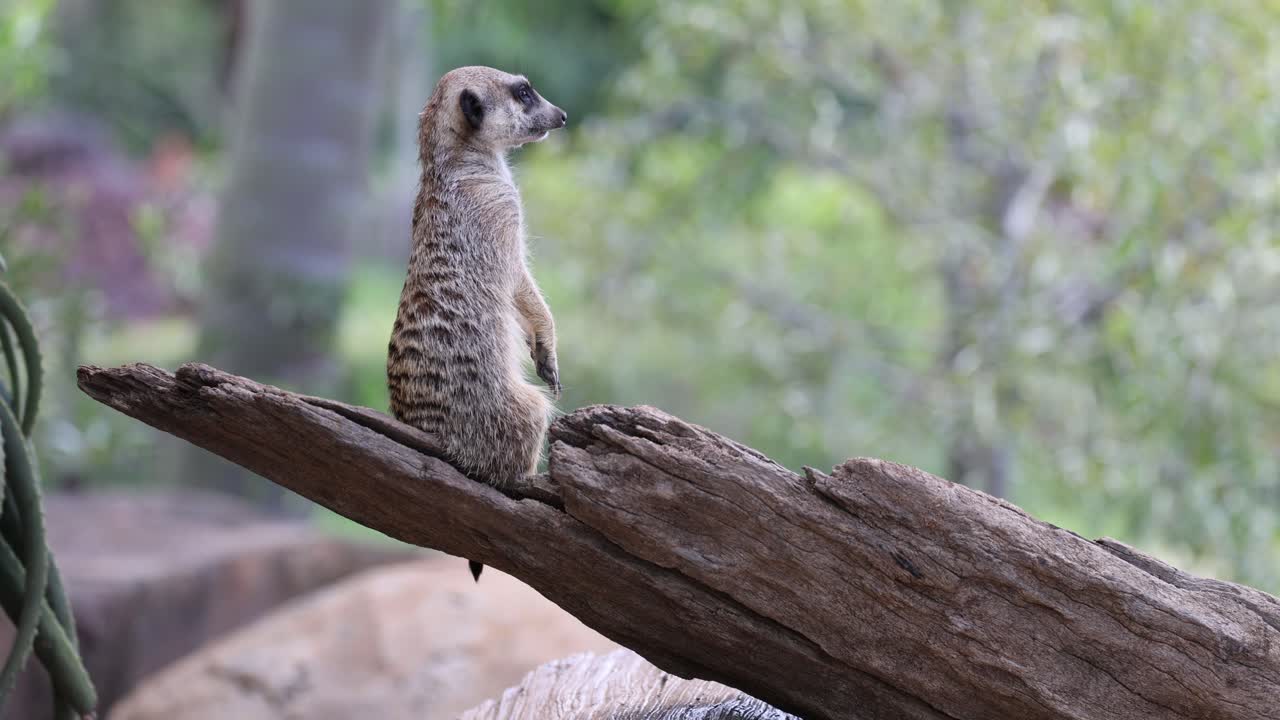 자연 서식지 에 있는 나무 어리 에 서 있는 수리카트