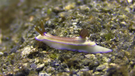 Nacktschnecke-Hypselodoris-Emma-Bewegt-Sich-Von-Rechts-Nach-Links-Auf-Sandigem-Grund,-Halbnahaufnahme