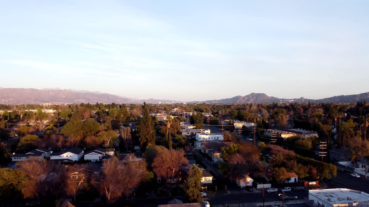 Palm Trees in the Wind 02 - Pedestal