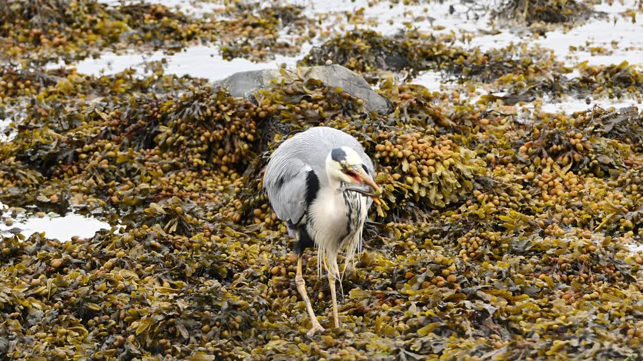 Slow motion clip of grey heron gently placing fish on seaweed in coastal shallows. Bird prepares to continue feeding in calm marine setting