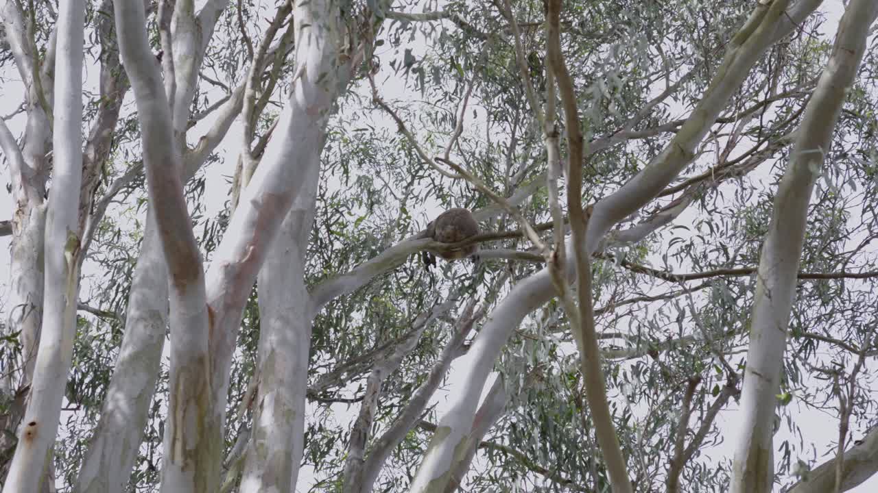 Koala resting asleep tree branch outdoor, wildlife natural habitat Australia