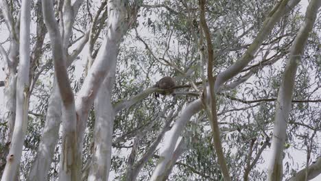 koala resting asleep tree branch outdoor, wildlife natural habitat australia