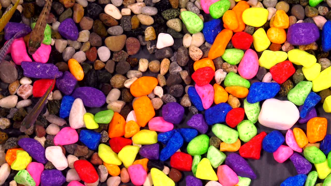 peces bajo el agua en un acuario colorido