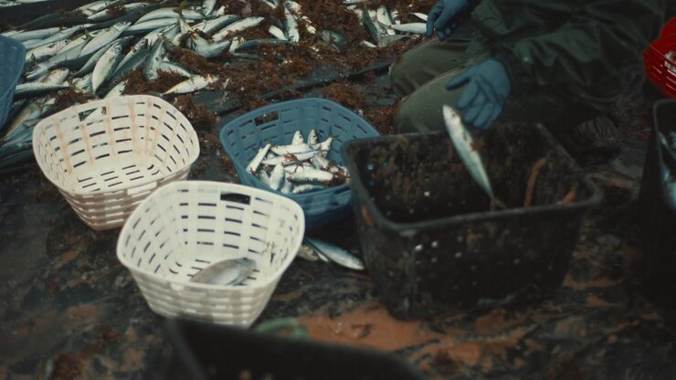 Fishermen sorting a large fresh fish catch into baskets