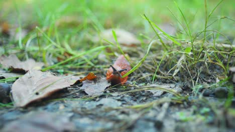 4k-Filmische-Makroaufnahme-Einer-Schnecke,-Die-Sich-Auf-Die-Kamera-Zubewegt