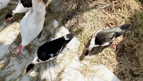 ducks scavenge rices.