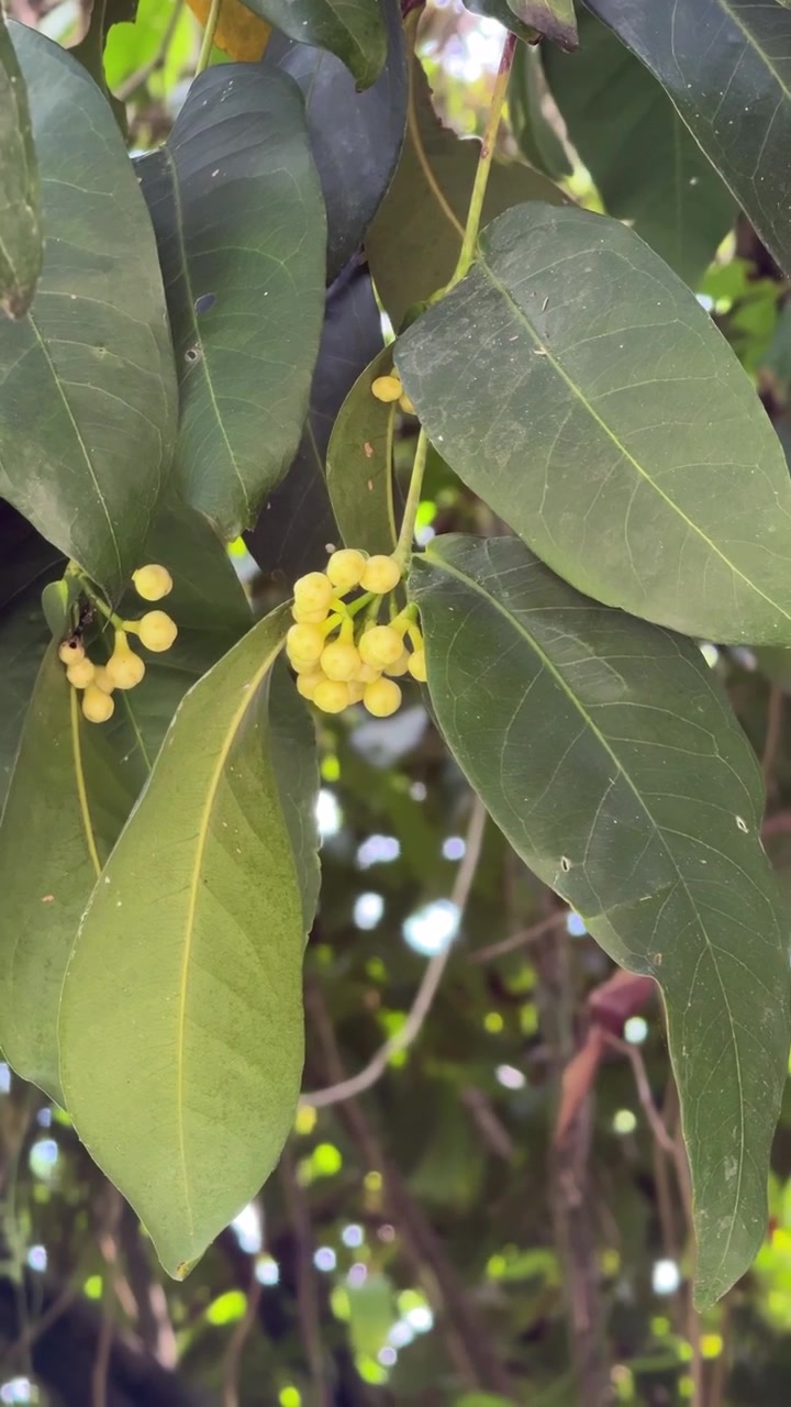 Small Yellow Flower Buds Growing on a Green Tree Branch