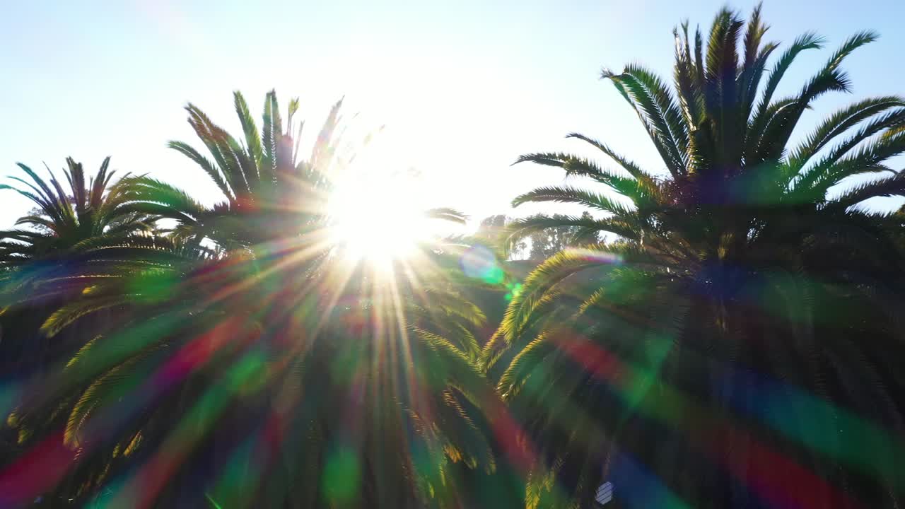 Drone Shot Of Multiple Palm Trees Panning Right During Golden Sunset ...