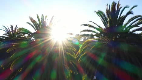 Drone-shot-of-multiple-palm-trees-panning-right-during-golden-sunset-hour-with-sun-flare-peeking-through-and-clear-blue-skies-in-Los-Angeles,-California-park-with-small-roof-view-of-picnic-building