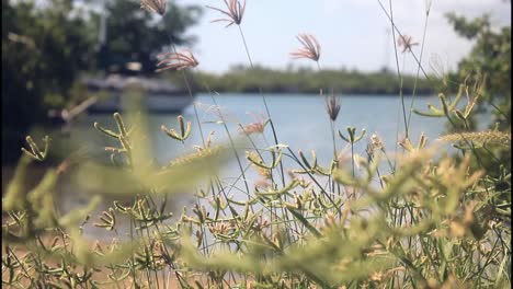 riverbank with grass and plants